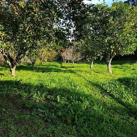 Quinta De Sao Pedro * Sobreda